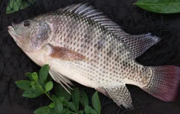 Zambia Fish Pond Liner–A New Force of African Tilapia Culture-1