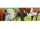 MilkingCloud - Breeding and Insemination Monitoring Software