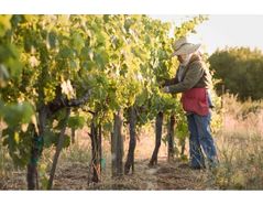 How a California Viticulturist uses Biological Control and Cultural Practices to Combat Pests