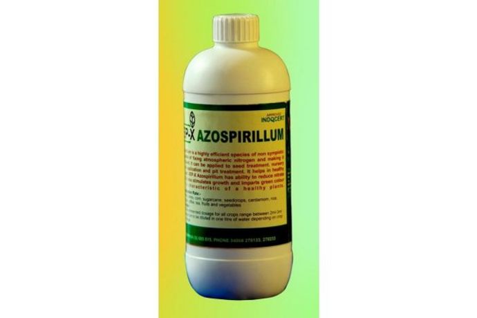 Model Azospirillum - Nitrogen Fixing Biofertilizer