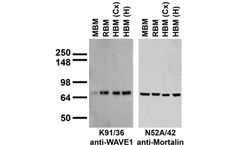 AntibodiesInc - Model 75-048 - Anti-WAVE1/SCAR Antibody