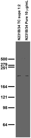 Model 75-266 - Anti-Dardarin/LRRK2, N3 (Non-Mouse-Reactive) Antibody (N231B/34)