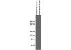 Model 75-266 - Anti-Dardarin/LRRK2, N3 (Non-Mouse-Reactive) Antibody (N231B/34)