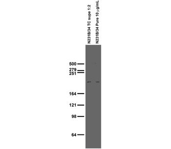 Model 75-266 - Anti-Dardarin/LRRK2, N3 (Non-Mouse-Reactive) Antibody (N231B/34)