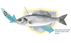 Aller Omega - Fish Finisher Feed