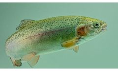 Aller-Aqua - Fish Feed for Organic Production