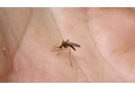 Medel Stick insect bite healer - Video