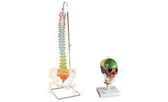 3B Scientific - Anatomy Set Didactic Skull & Spine