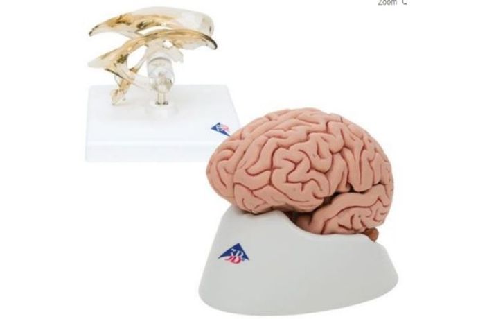 3B Scientific - Anatomy Set Brain and Ventricle