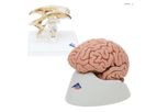 3B Scientific - Anatomy Set Brain and Ventricle