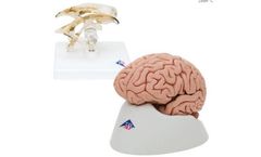 3B Scientific - Anatomy Set Brain and Ventricle
