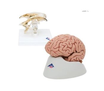 3B Scientific - Anatomy Set Brain and Ventricle