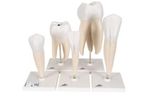 3B Scientific - Model Classic Series - Human Tooth Models Set