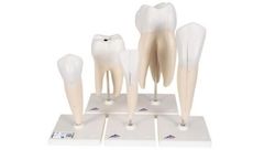 3B Scientific - Model Classic Series - Human Tooth Models Set