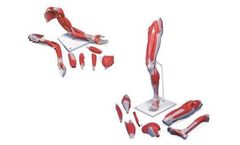 3B Scientific - Anatomy Set Life-Sized Muscled Arm & Leg Luxury