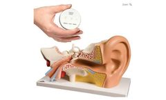 3B Scientific - Anatomy Set Ear