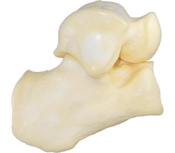 Talus and Calcaneous Bone Model