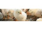 HP AviSure - Competitive Enzyme-Treated Protein for Your Chicks