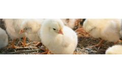 HP AviSure - Competitive Enzyme-Treated Protein for Your Chicks