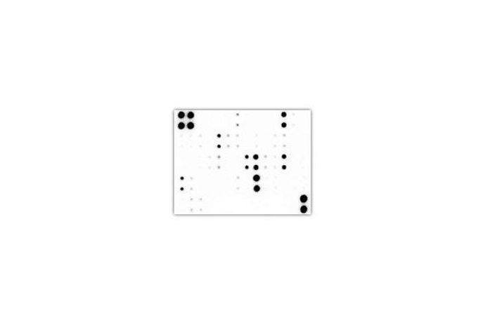 RayBio - Model C-Series - Membrane-Based Antibody Arrays