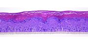 Reconstructed Human Epidermis Animal Component Free