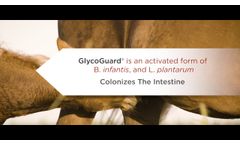 GlycoGuard Take Control of your Newborn Foal`s Intestinal Health! - Video