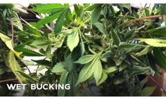 Buckmaster Pro - Wet or Dry Bucking - Video