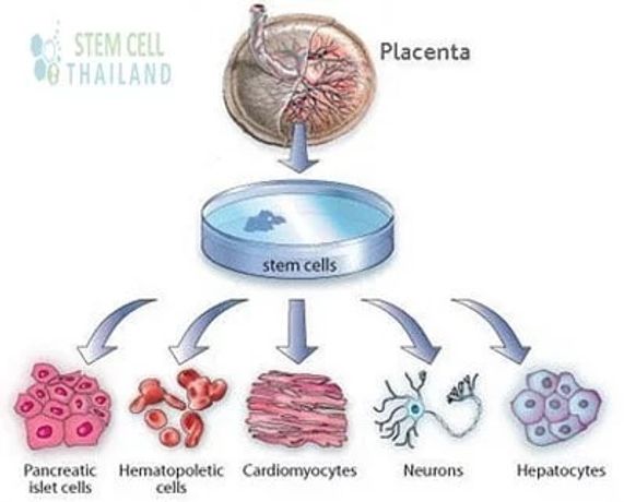 Placenta, Amniotic Membrane & Chorion Derived Stem Cells