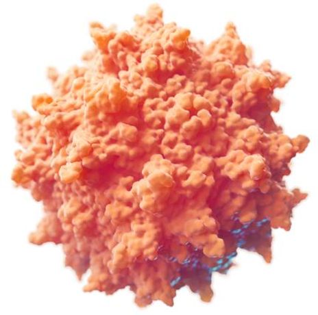 Recombinant Adeno-Associated Virus