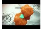 ABX464 Mechanism of Action in Ulcerative Colitis - Video