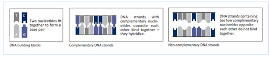 Euroarray - Technology - DNA Microarray Technology By ...
