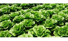 Water retention agent special for vegetables