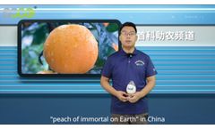 SOCO Joined the Planting of Citrus Sinensis Osbeck at Hongjiang Farmer in Lianjiang City, Guangdong - Video