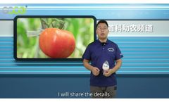 SOCO Polymer for Tomato Seedlings Can Reduce the Wilting of Tomato - Video