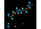 MHC I Dextramer - Model CD8+ T Cells - Identify Antigen-Specific Flow Cytometry