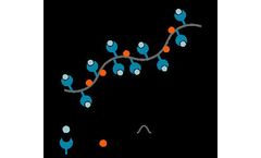 MHC II Dextramer - Model CD4+ T Cells - Identify Antigen-Specific Flow Cytometry
