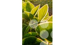 Soy SNPro - Optimized Predesigned Solution for Soybean Genotyping