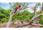 Cheap Tree Removal Sydney Services
