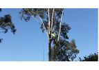 Tree Removal Melbourne Services