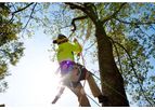 Tree Removal Brisbane Services