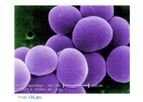 Model Staphylococcus Aureus ALS-4 - Antibiotic-Resistant