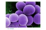 Model Staphylococcus Aureus ALS-4 - Antibiotic-Resistant