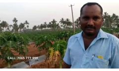Prevent viral diseases in papaya plantation with ACUROSIL NANO+ | Farmer Testimonial | Tamil Nadu - Video