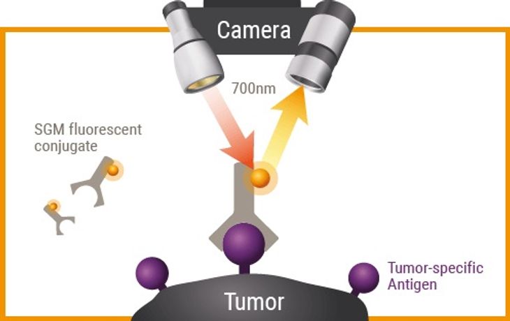 SurgiMab - Intraoperative Detection Technology of Tumors