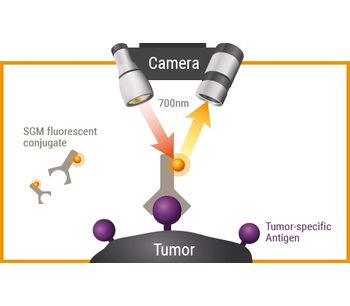 SurgiMab - Intraoperative Detection Technology of Tumors