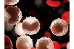 Hematopoietic stem cells - HSC