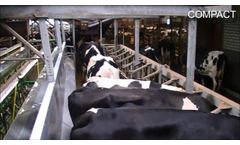 Milking Parlor Cows - Video