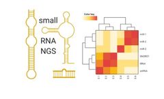 Small RNA Sequencing Services