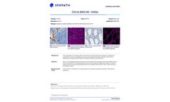 Ionpath - Model 155Gd - CD11b [D6X1N] Antibody - Brochure