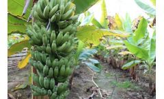 BHK - Banana Greenhouse System